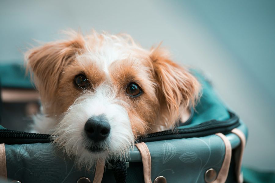 Can You Bring Your Pet Onboard as a Carry-On?