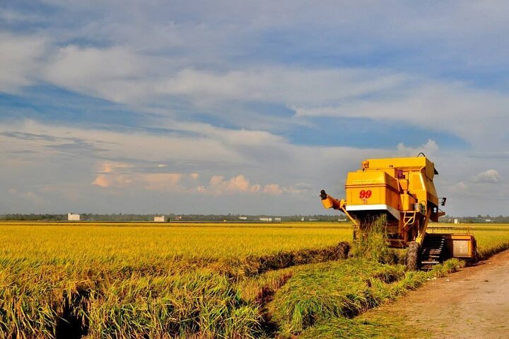 Paddy Field