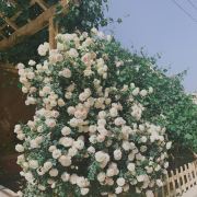 谢伊代种草日记