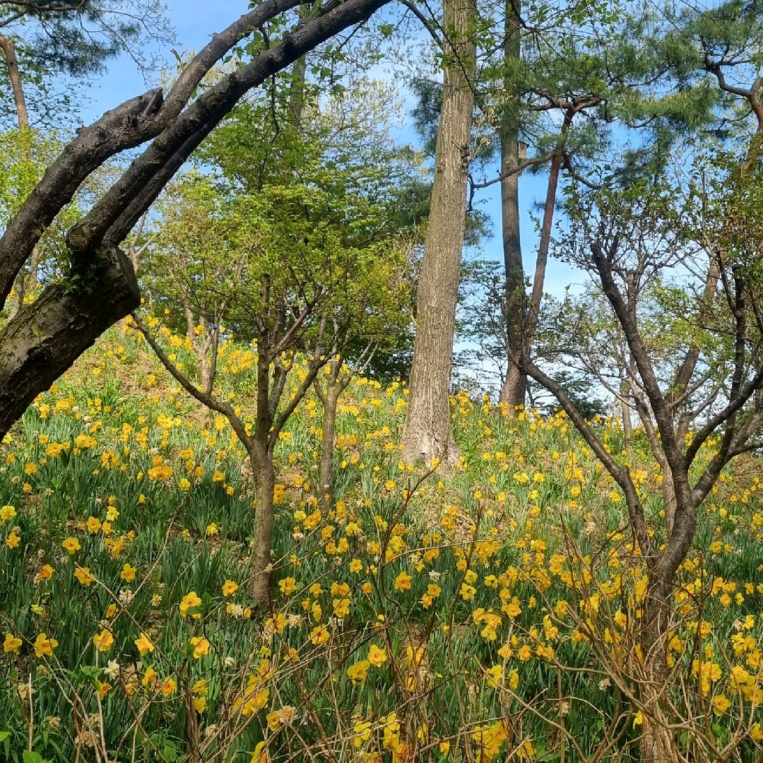 水仙花节盛开的花潭森林