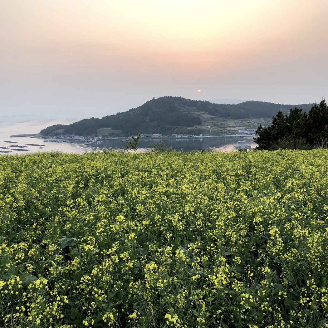 油菜花景点清山岛