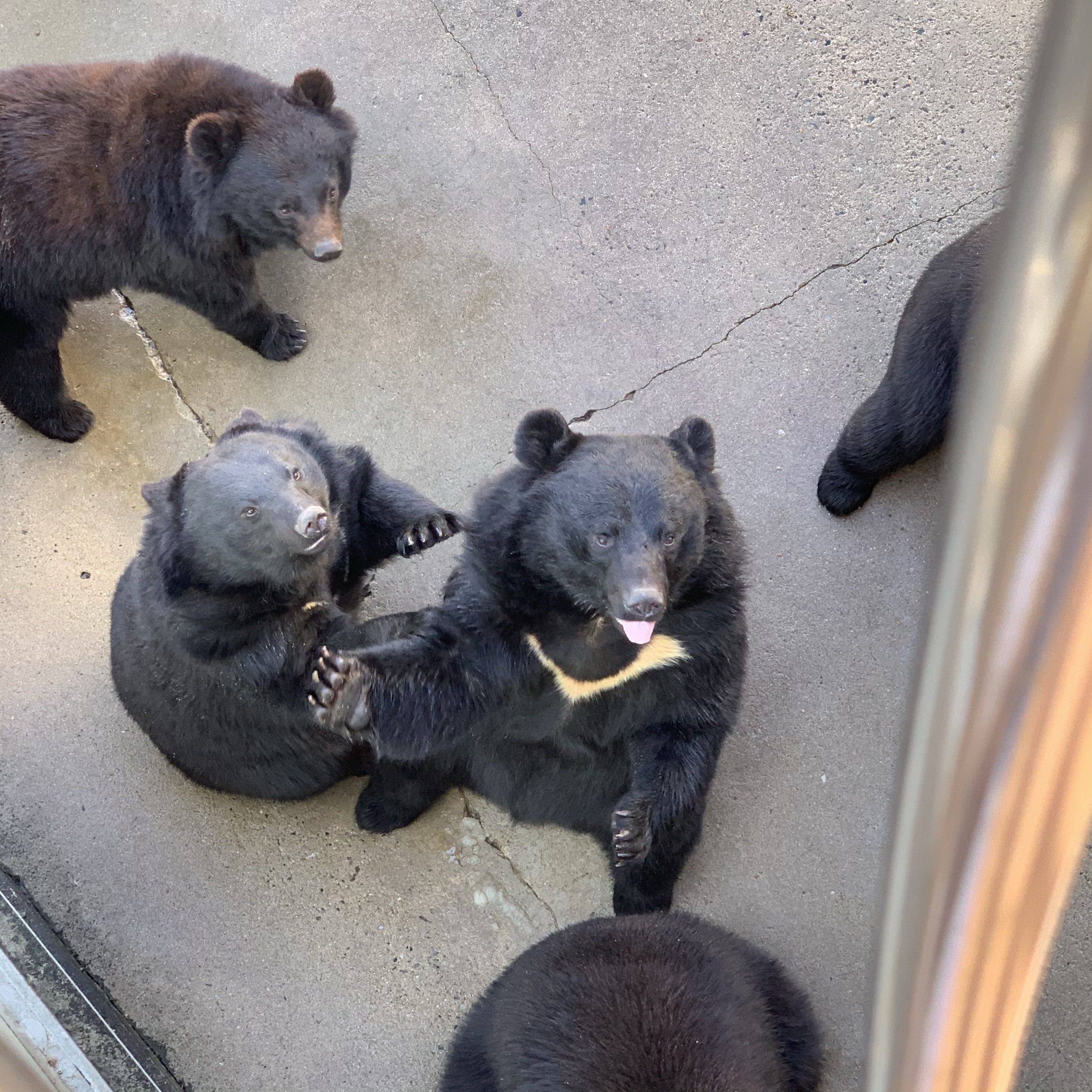 世宗熊树公园,您可以在那里看到100多只熊的欢乐盛宴