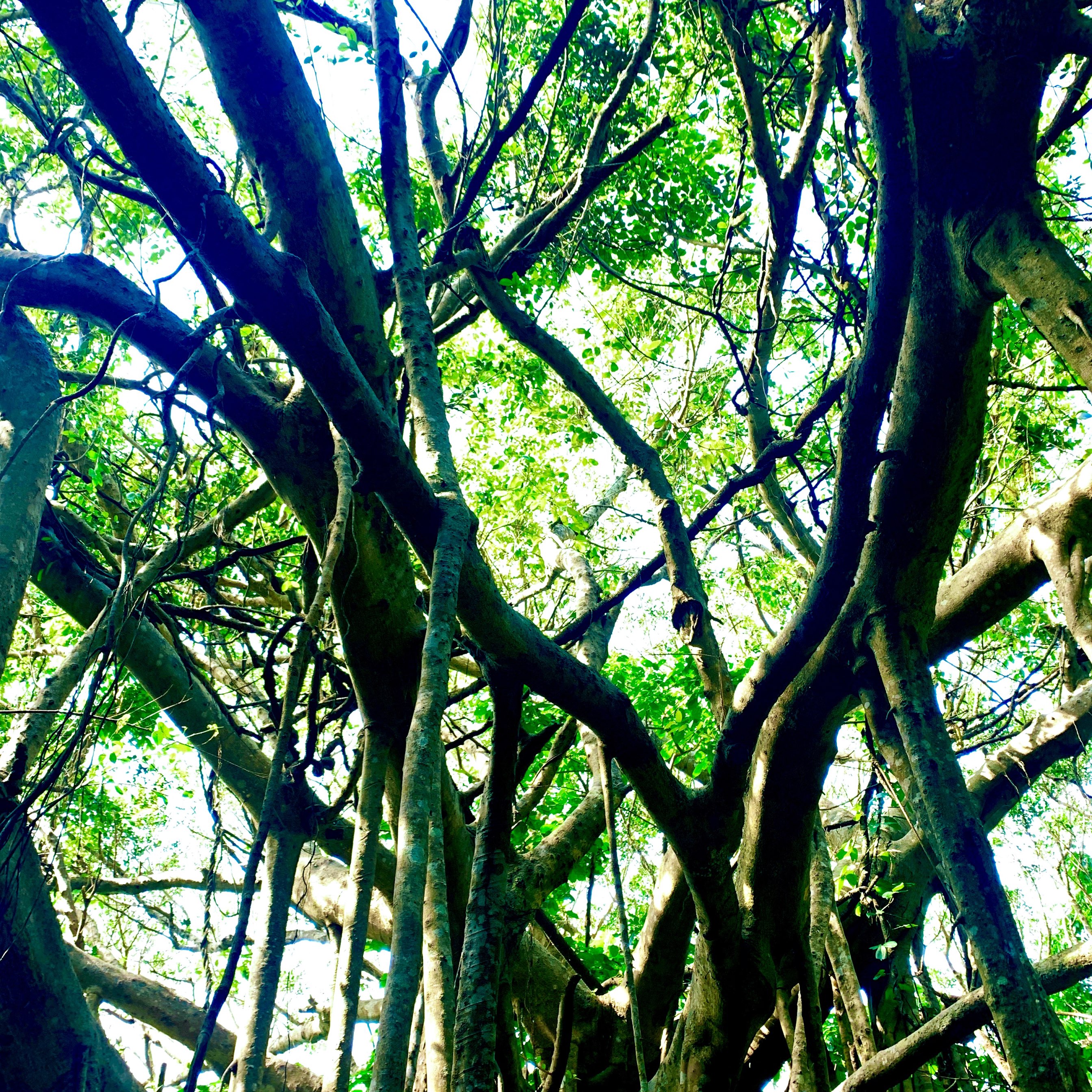 【冲绳】大石林山4个森林、岩石、海的散步路线
