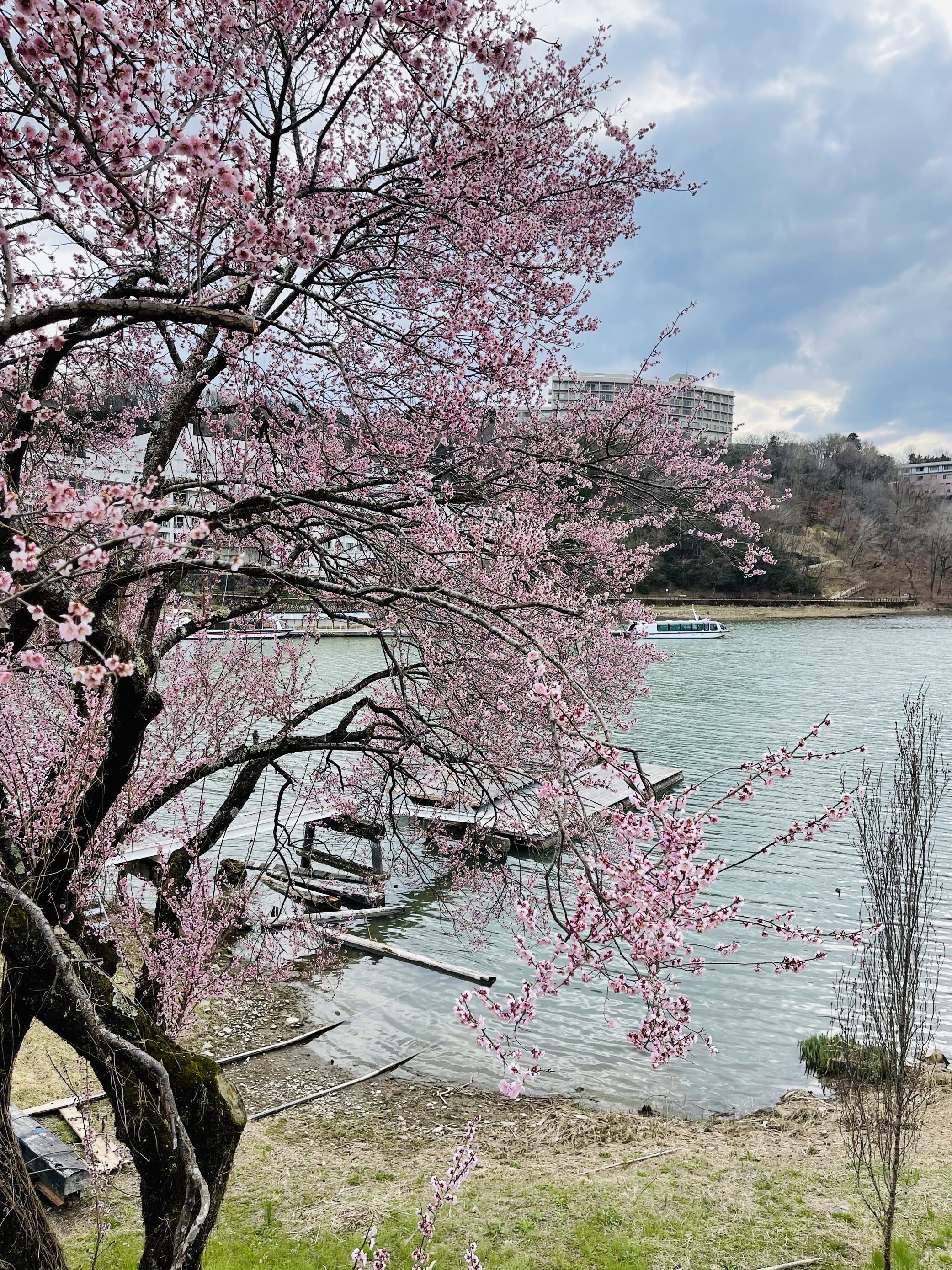 惠那峡赏樱