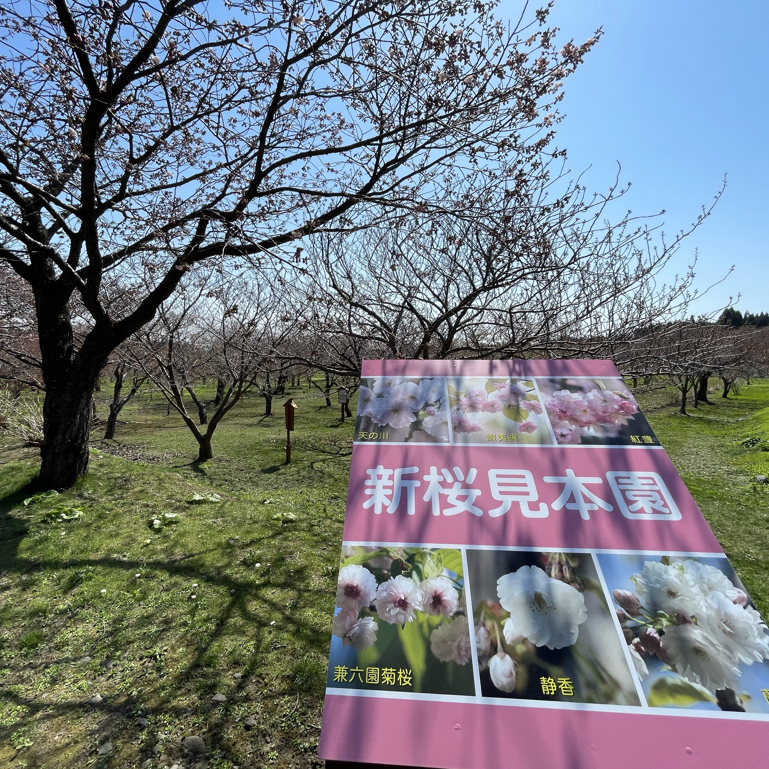 北海道松前城内的新樱花样本园