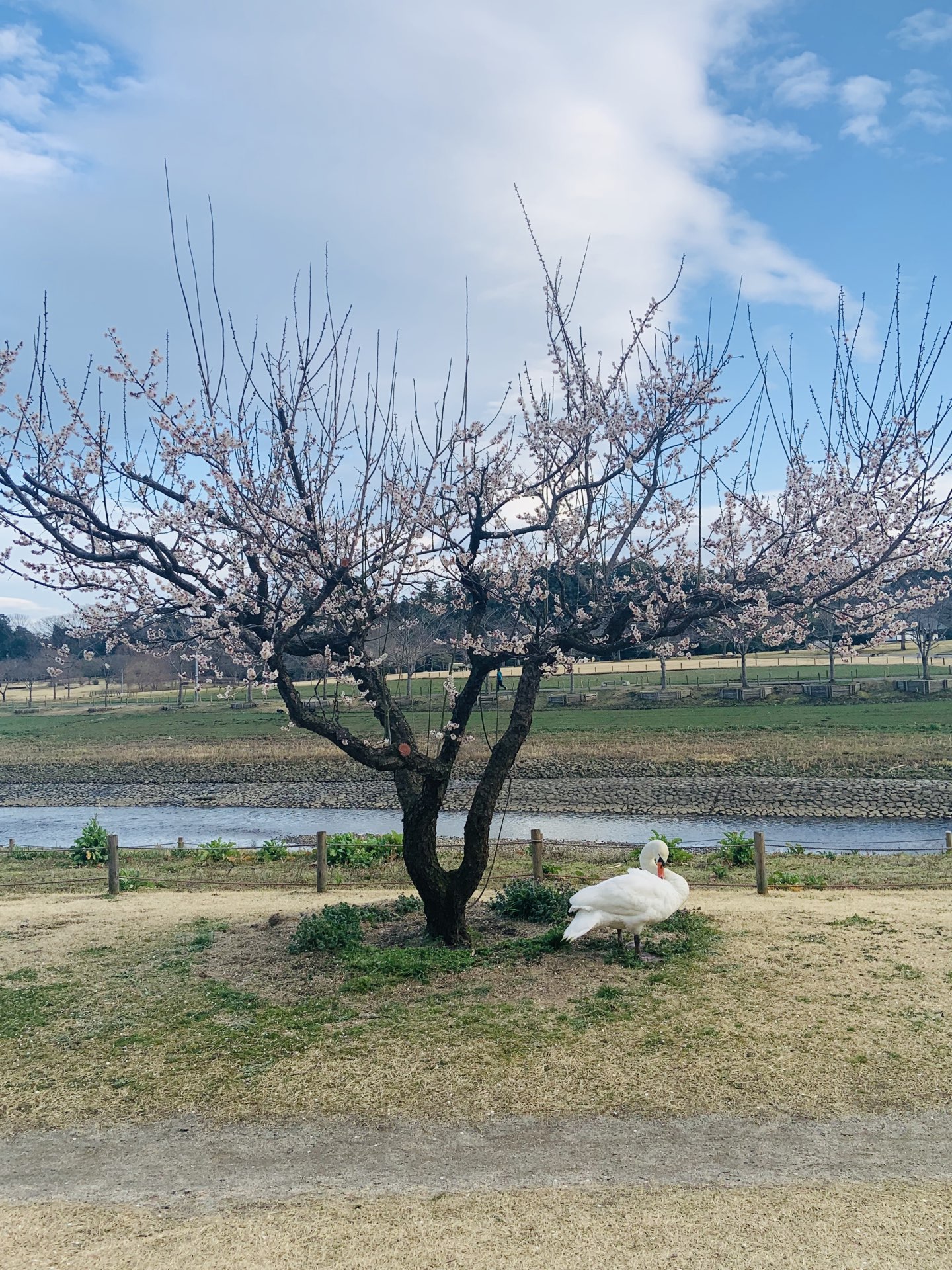 樱花在日本