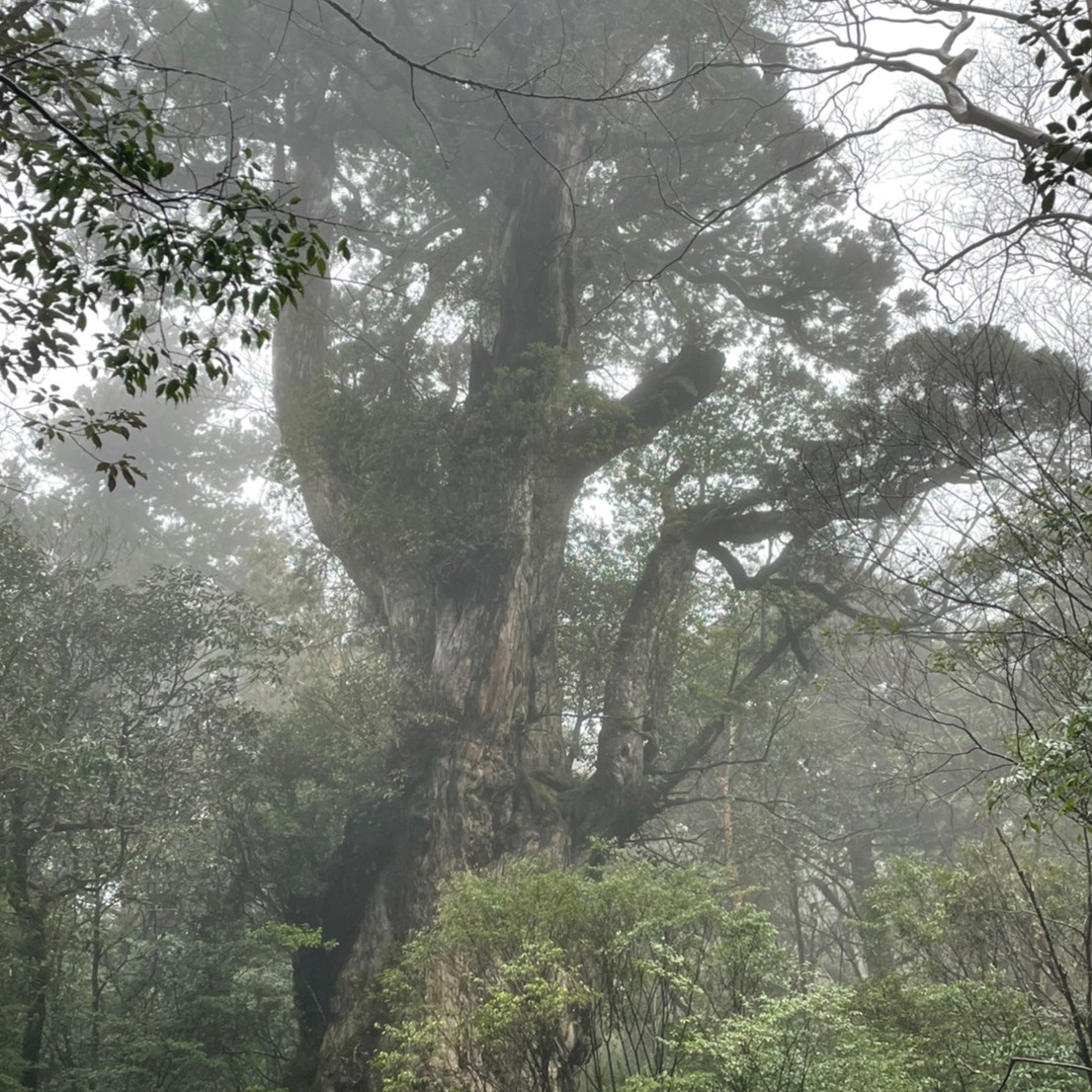 屋久岛的绳文杉是压倒性的大小!😲