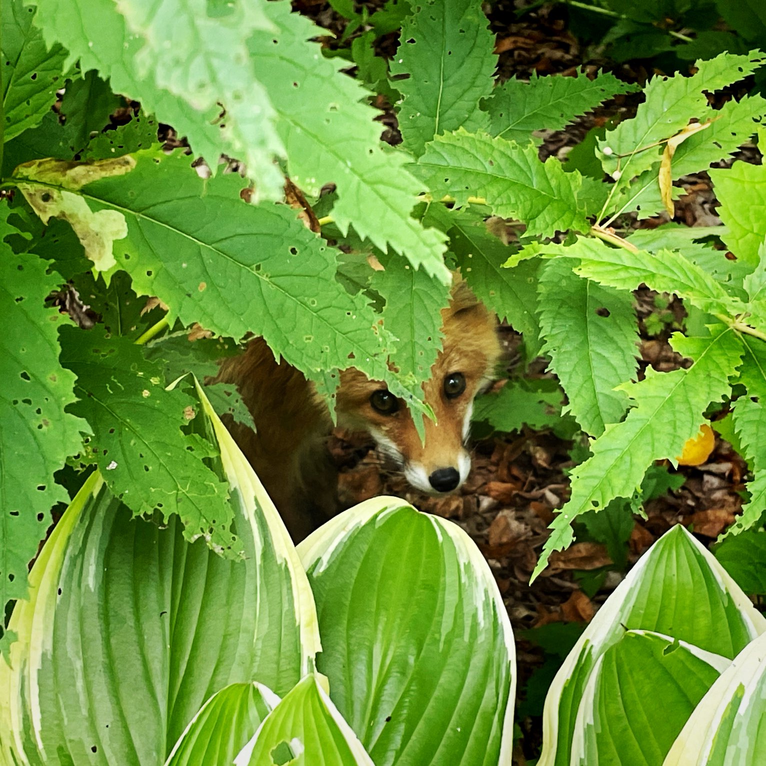 【北海道】野狐迎接“大雪森林花园”