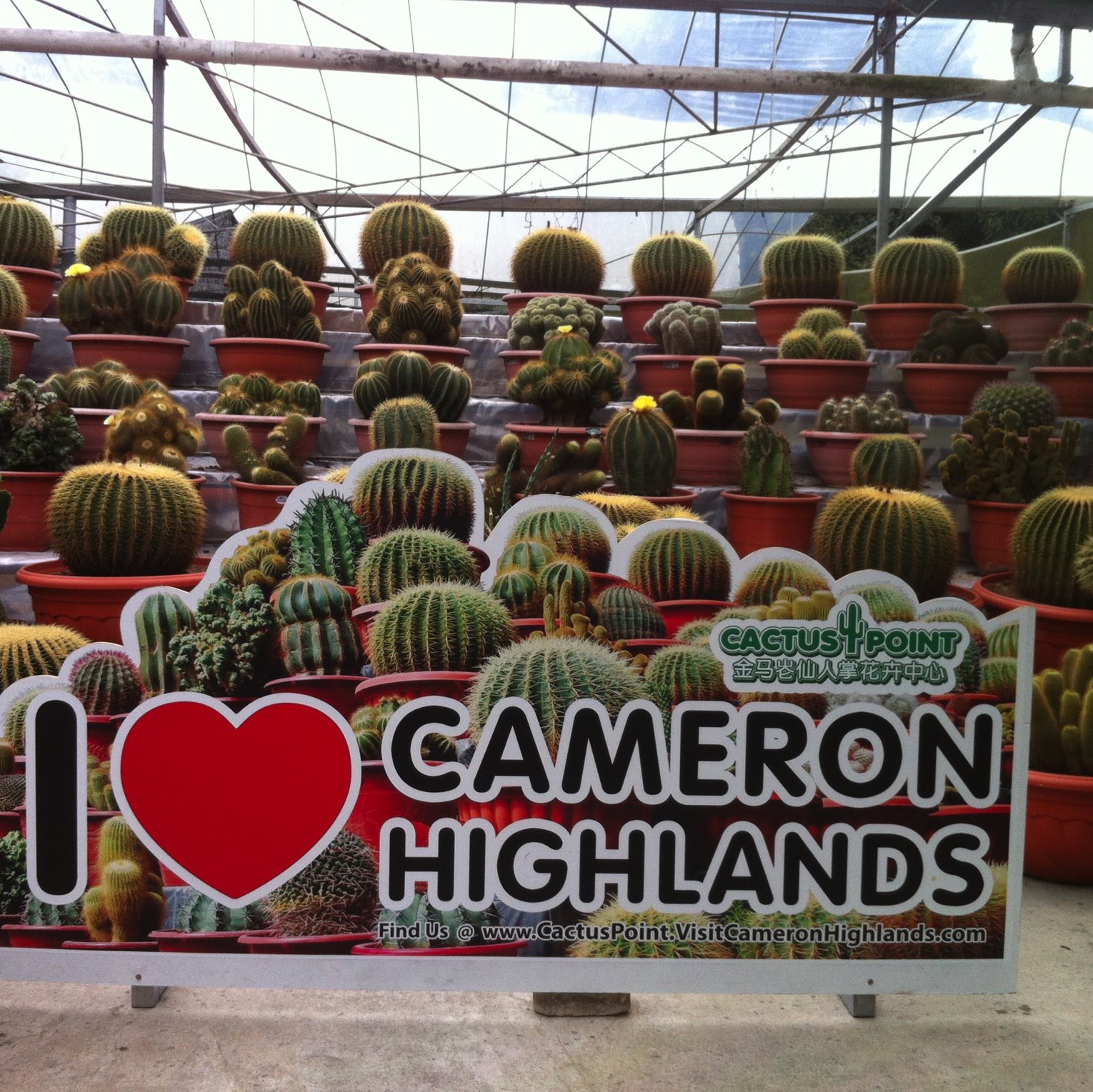 [马来西亚] Cactus Point Cameron Highland