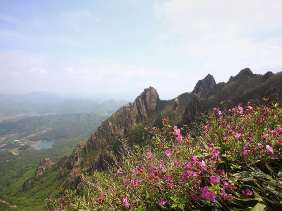 月出山杜花