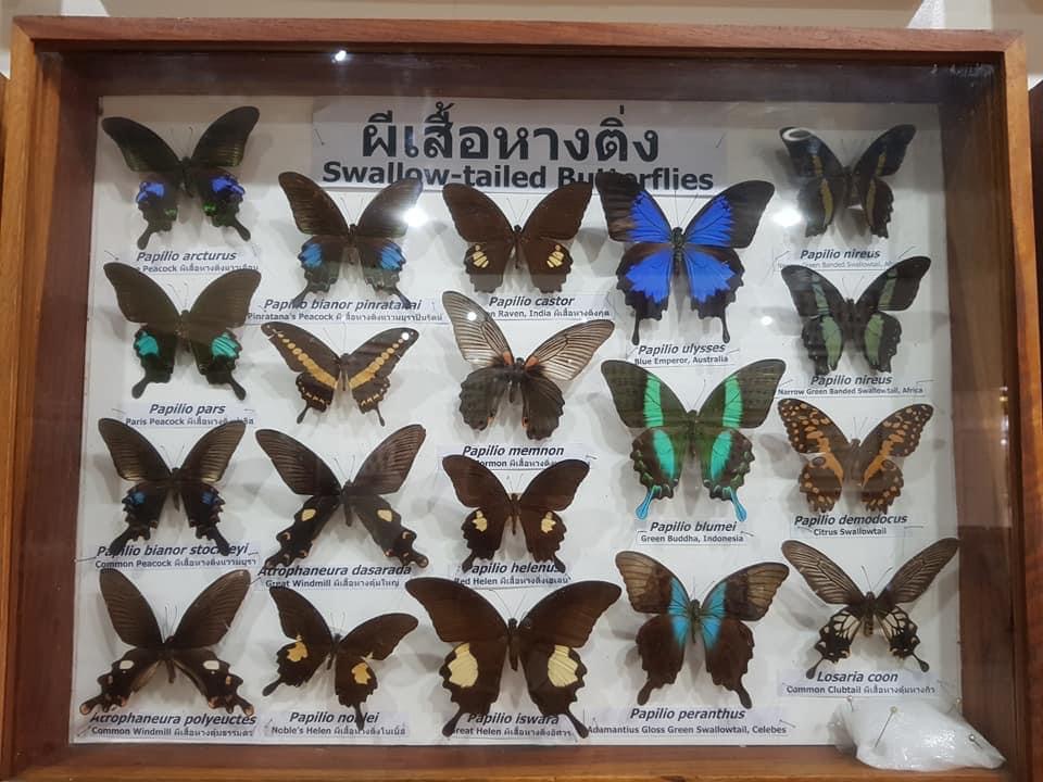 暹罗昆虫动物园