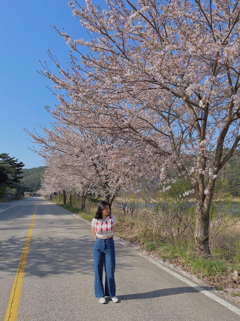 华津浦杜勒路🌸樱花路