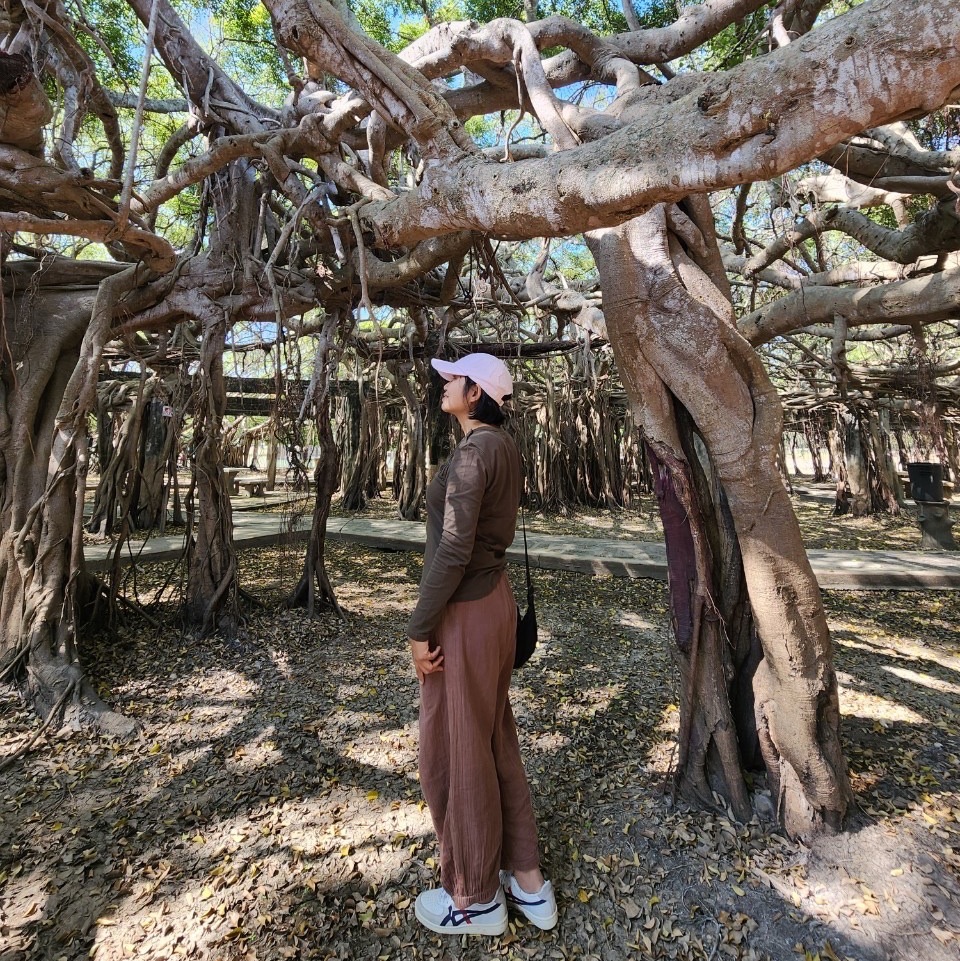 最大的班延树(泰国)