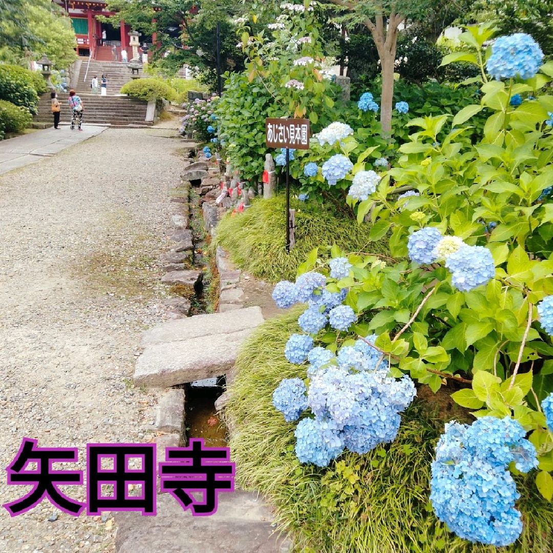 奈良绣球花景点矢田寺