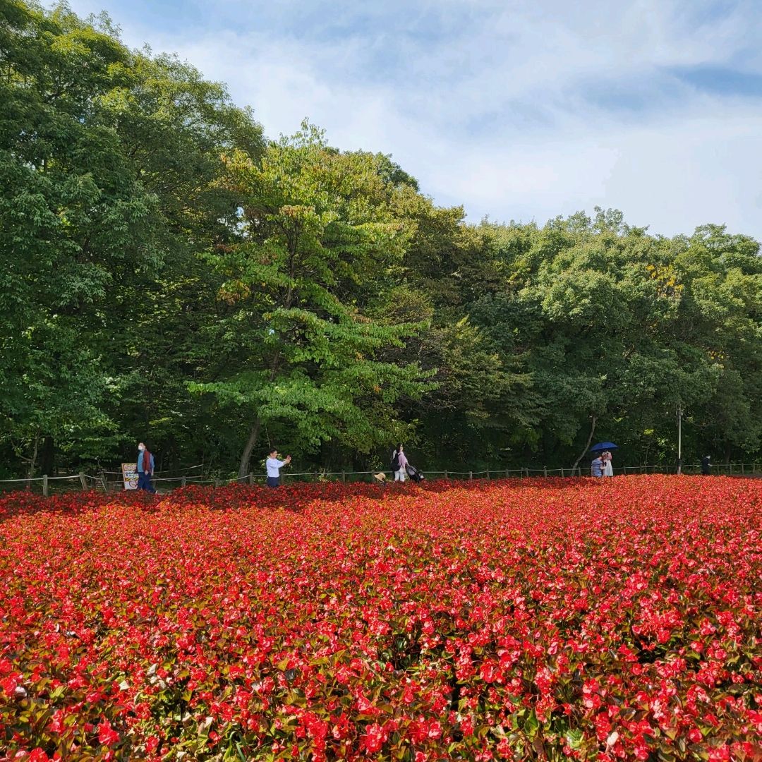 庆南上林公园野花很漂亮