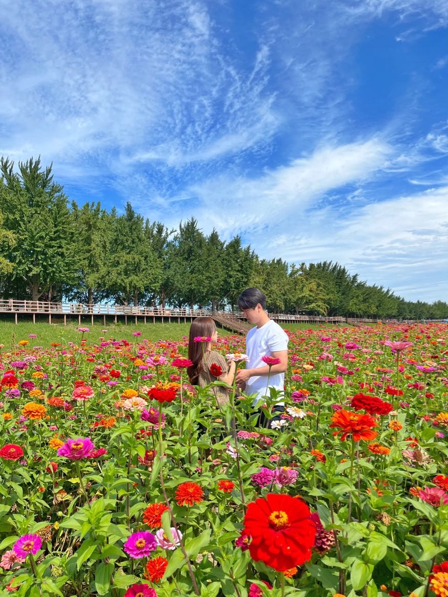 白日红在阿山谷桥川盛开💐