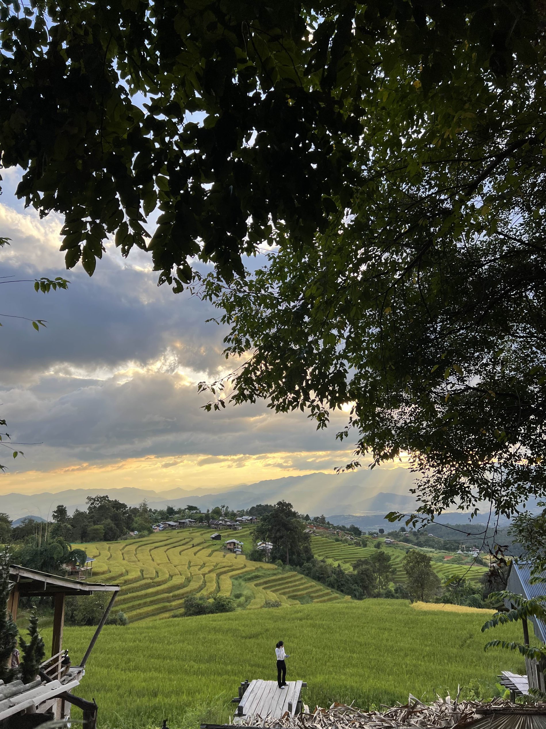 邦平森林,梯田景观与山雾形成鲜明对比