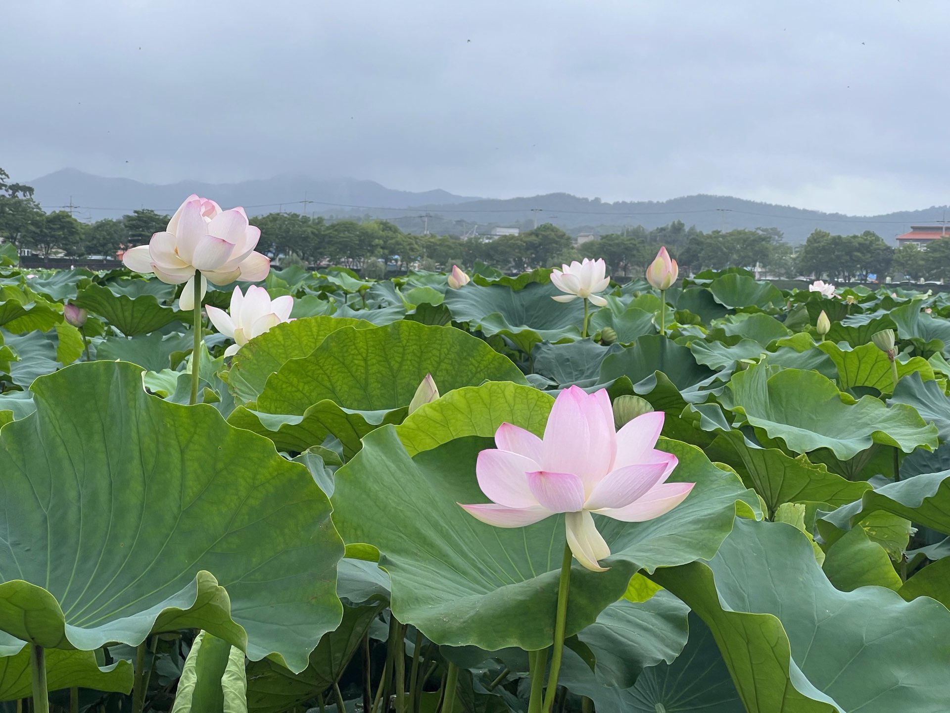 武安会山白莲地