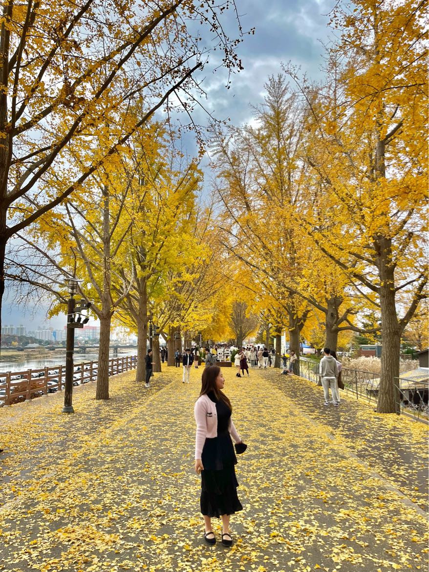 Asan Ginkgo Tree Road💗推荐作为约会课程!