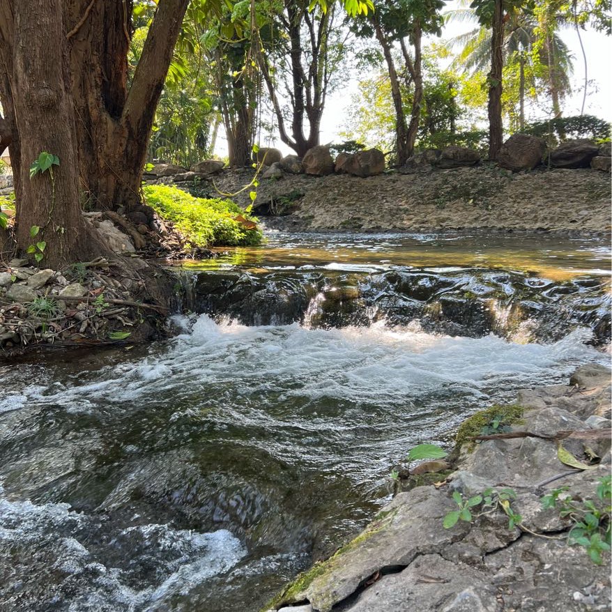 在 Muak Lek 收集草莓