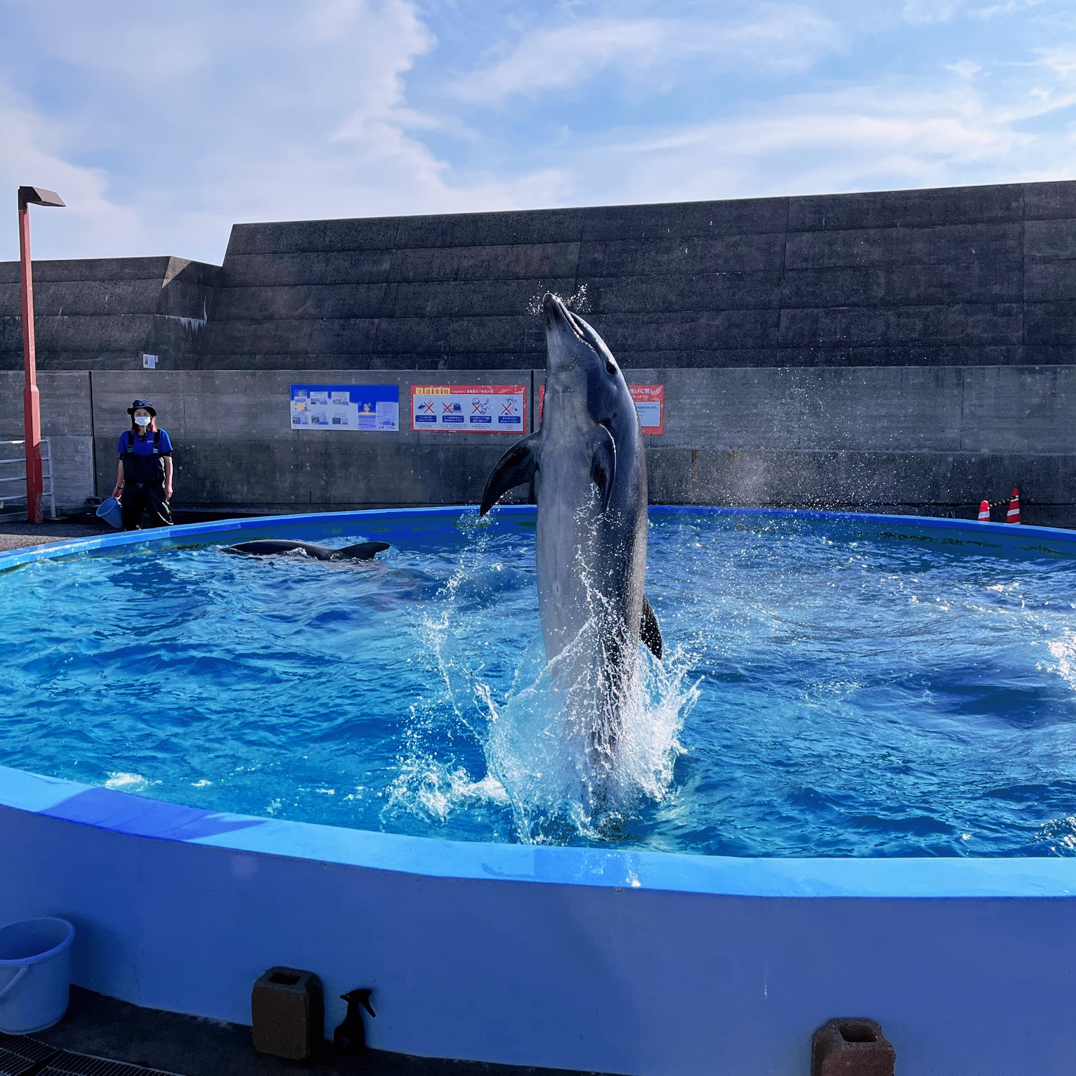 [高知]在室户海豚中心与海豚互动🐬