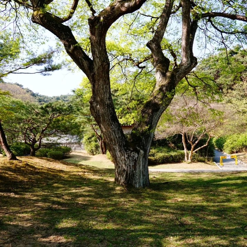 庆中 萨 公园
