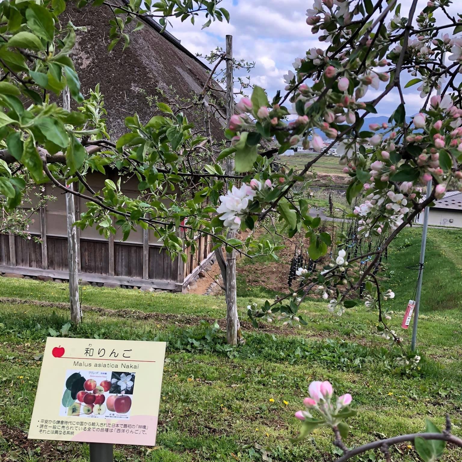 青森县苹果之郷弘前市的苹果花🌼🌺🍎