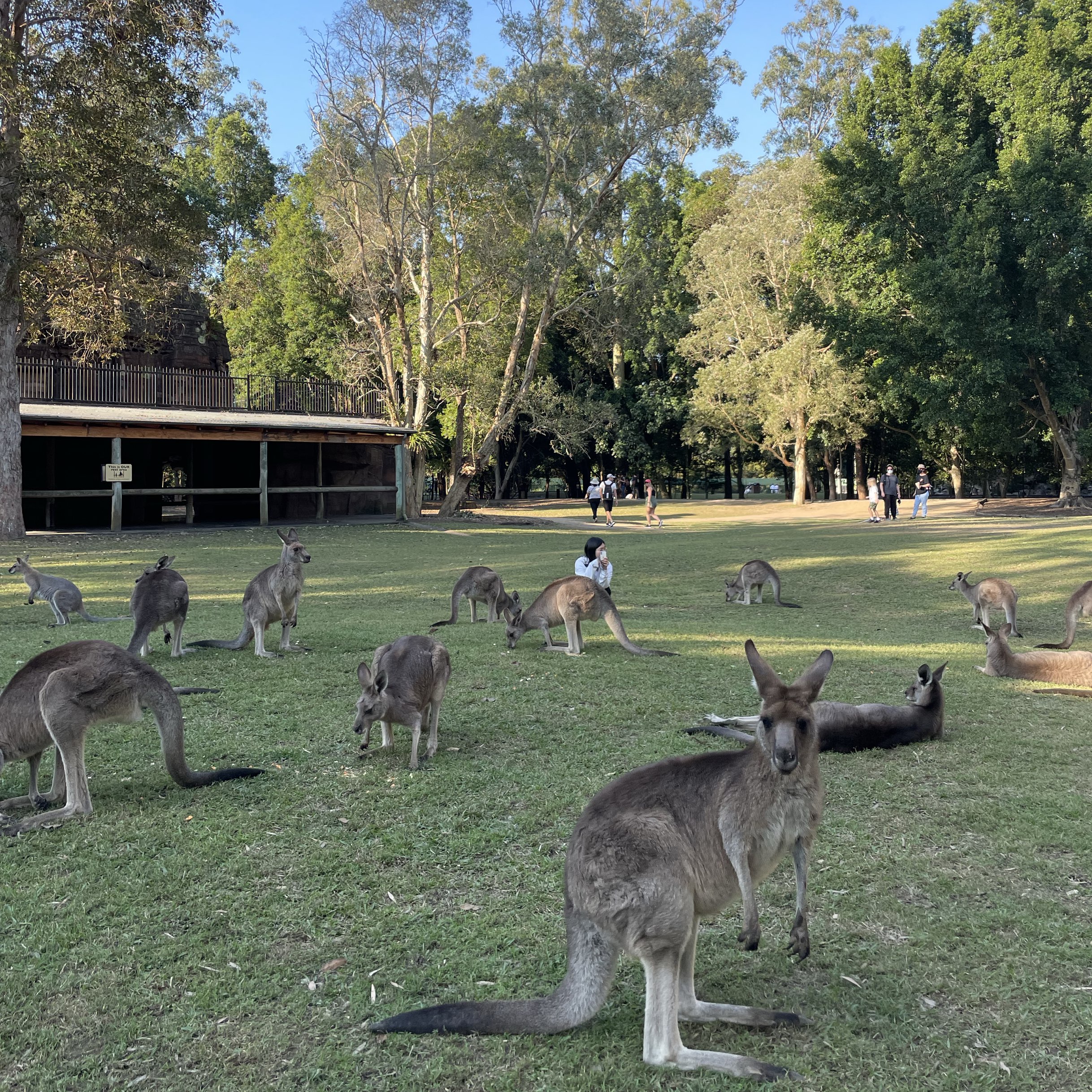 澳大利亚, 一个可以观赏各种动物的州