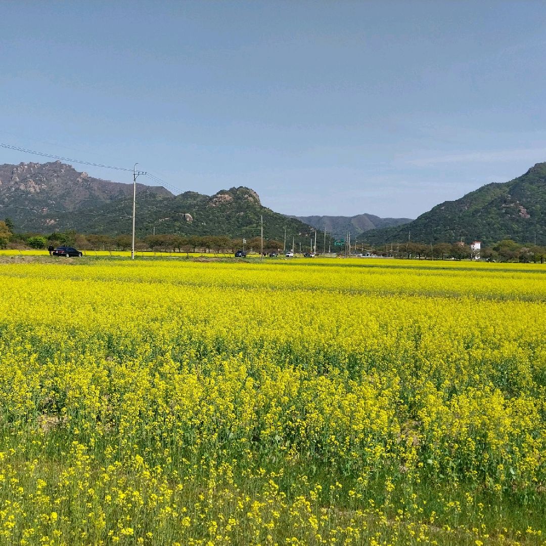 月出山油菜花大祭