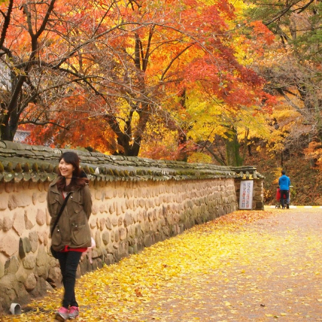 法州寺枫叶之旅