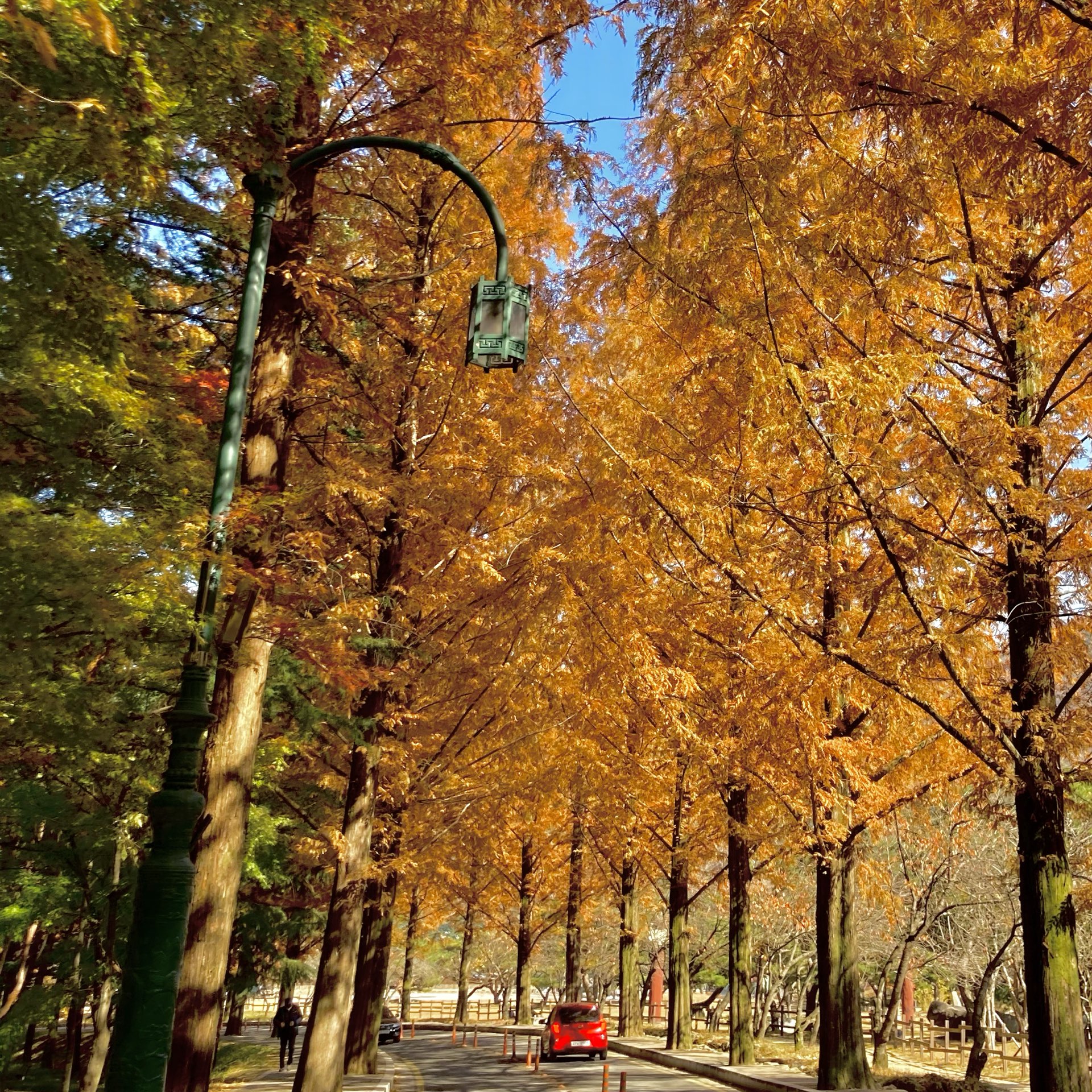 九美金乌山道立公园,秋叶观赏好去处