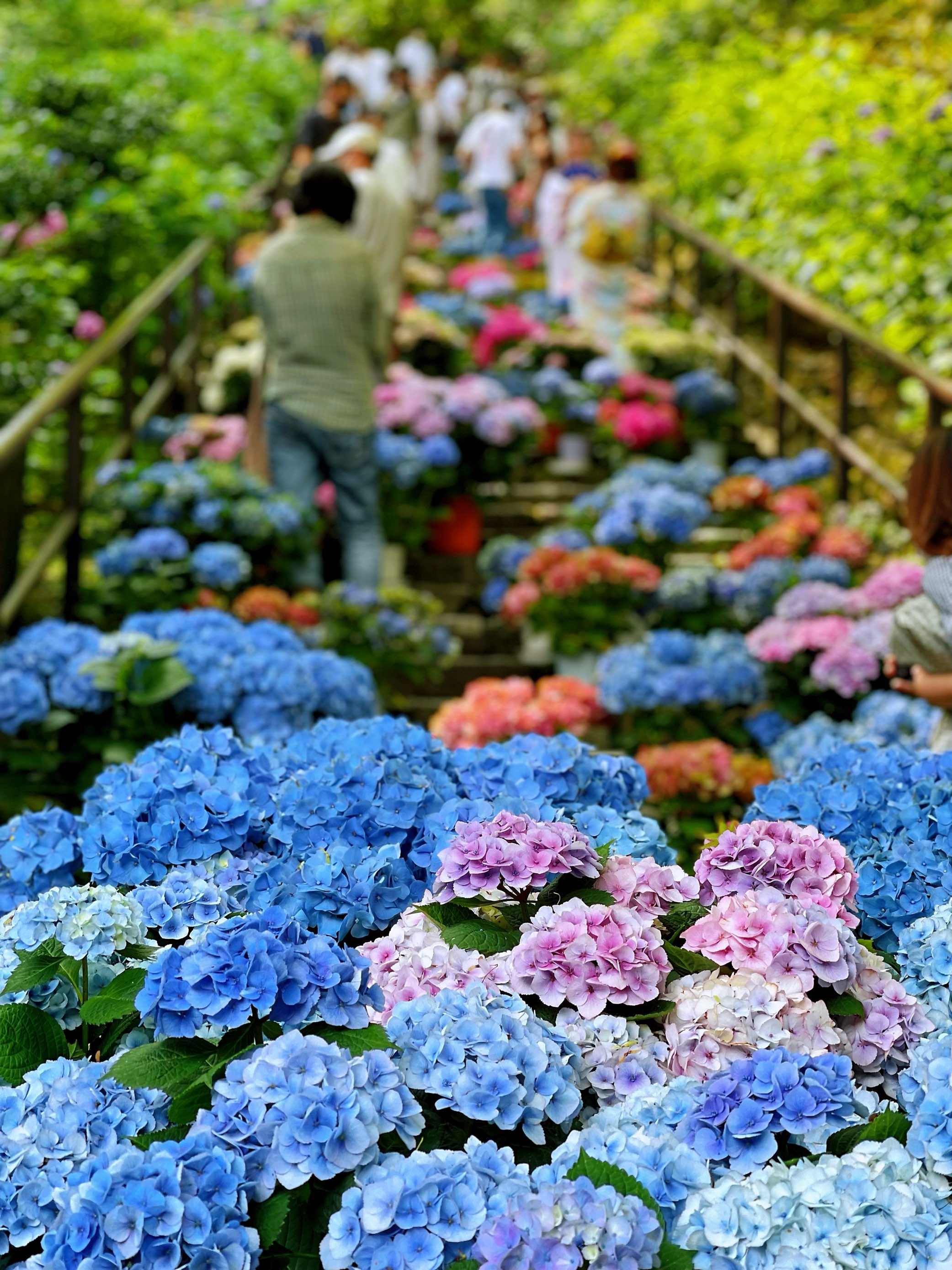 “长谷寺”的“绣球花回廊”in 奈良