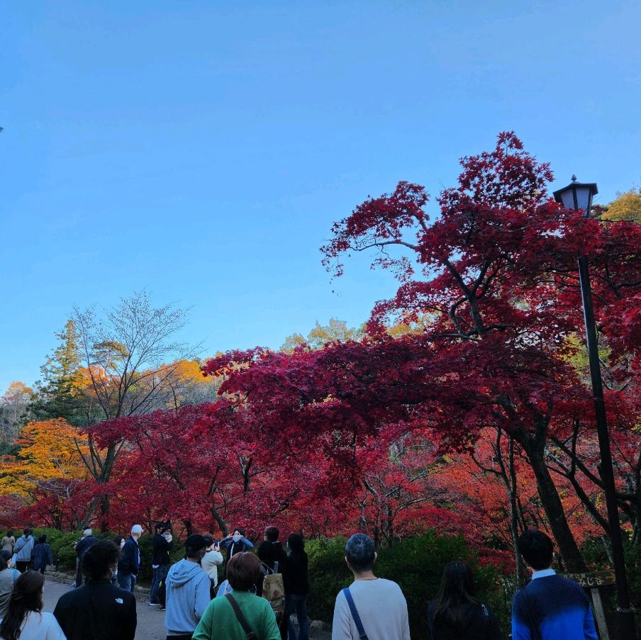 新潟弥彦公园，红叶又多又红,整个公园周围都有，十分壮观，红叶季节去的地方，附近的弥彦神社，超多信众，