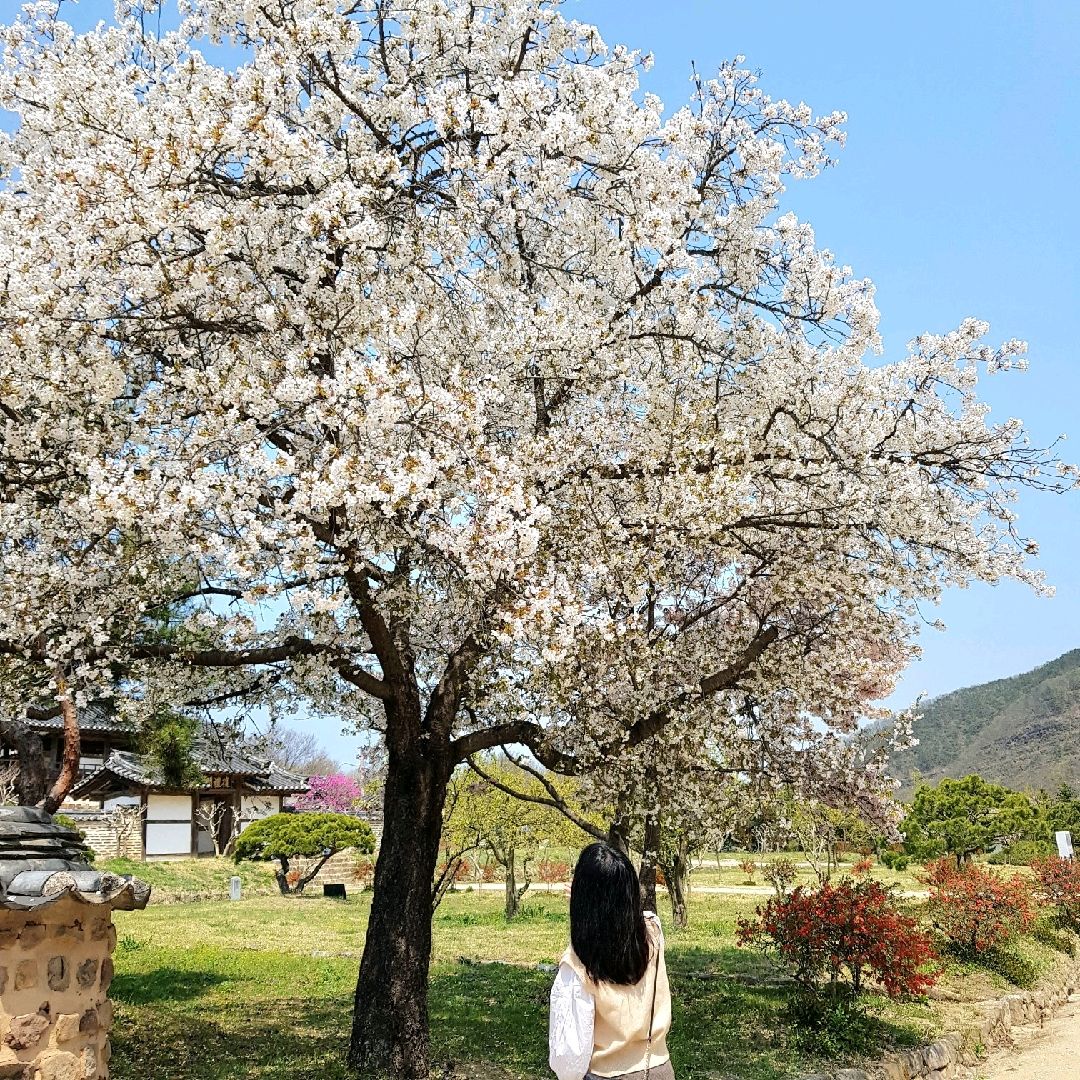[Byeongsan Seowon]安东樱花游览胜地