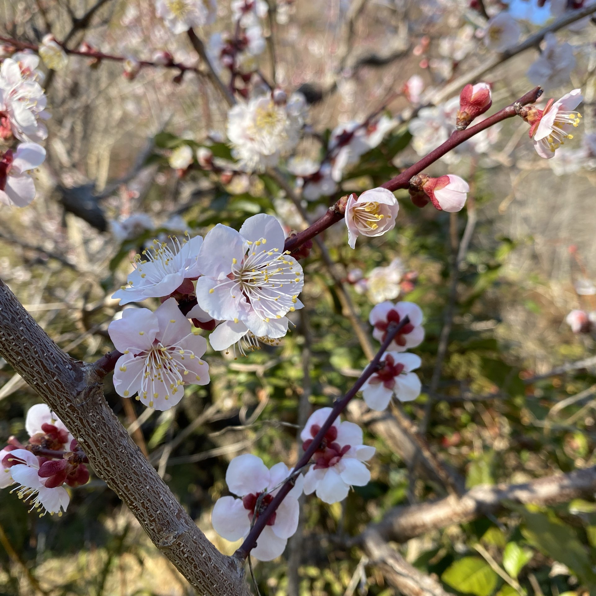 【高知】牧野植物园