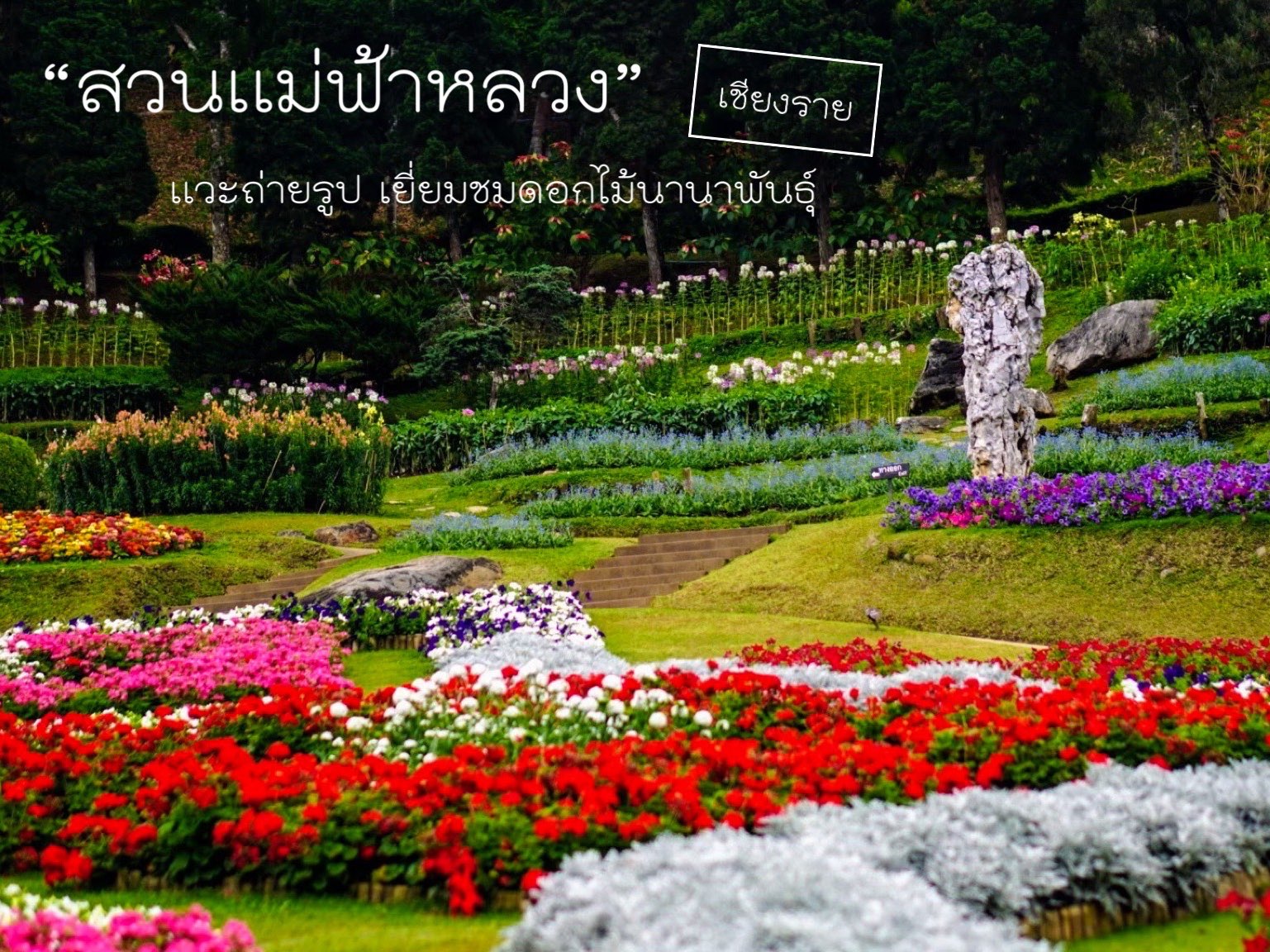 在 Mae Fah Luang 花园看各种花