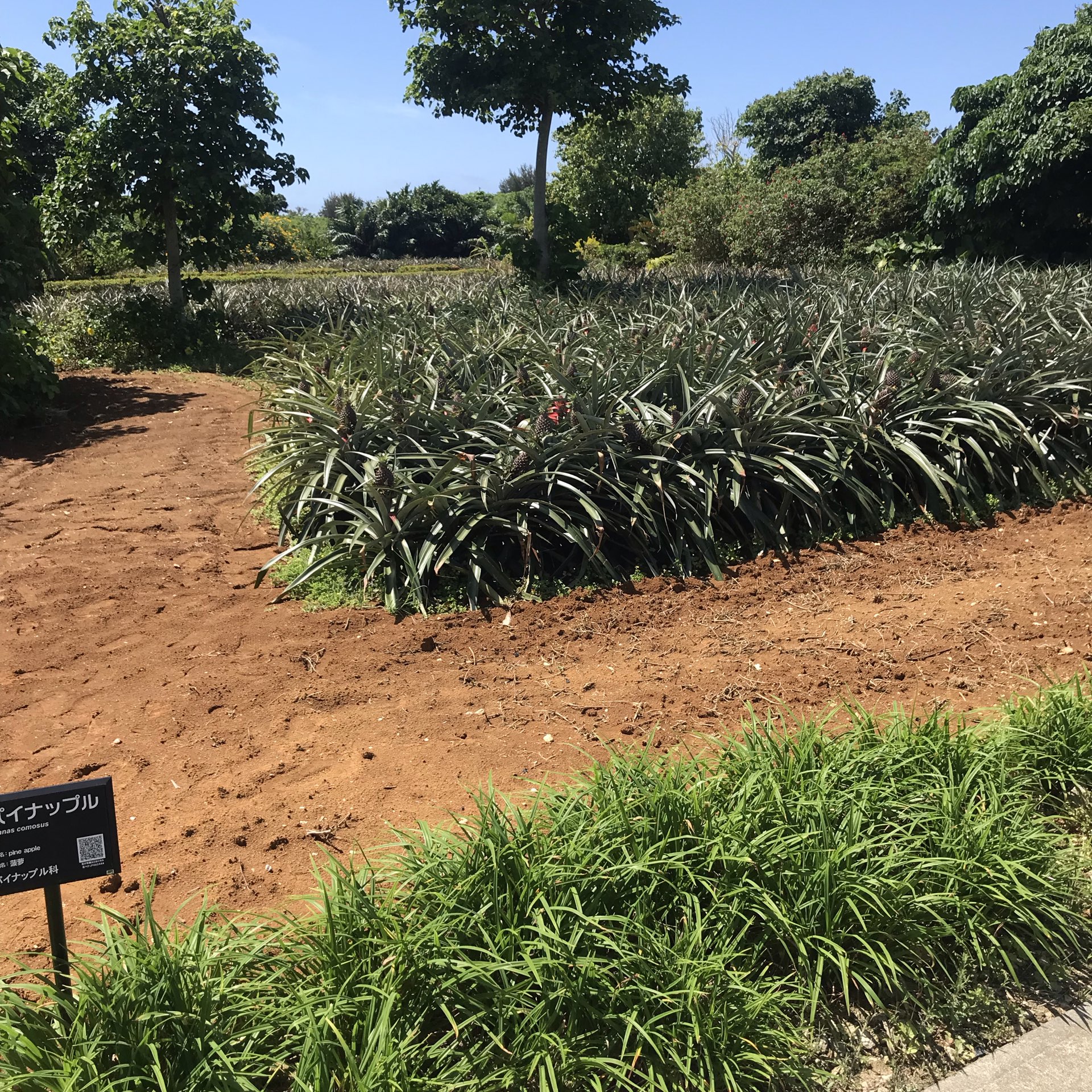 热带果树植物园