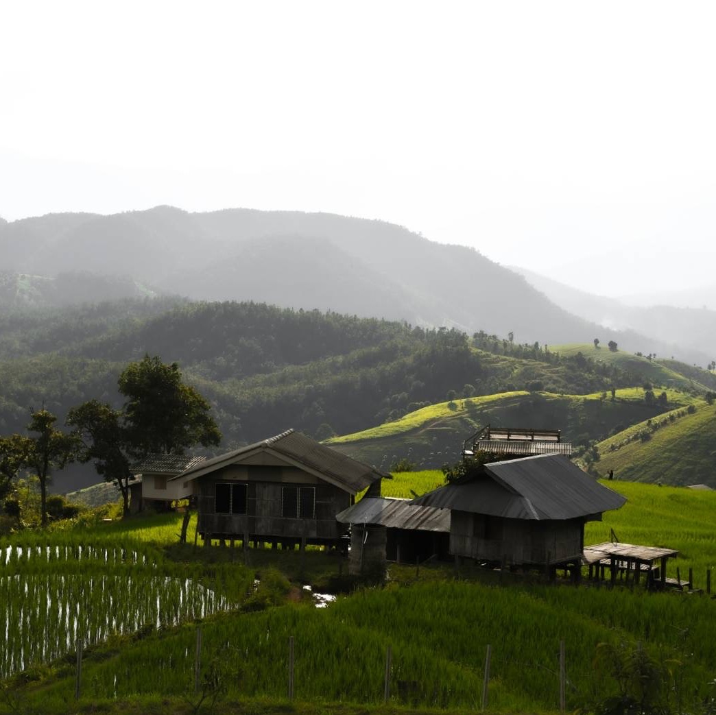 🍃 Ban Pa Pong Piang 🍃 梯田景观清澈的颜色山景这是稻田不断改变颜色。从绿色变成金