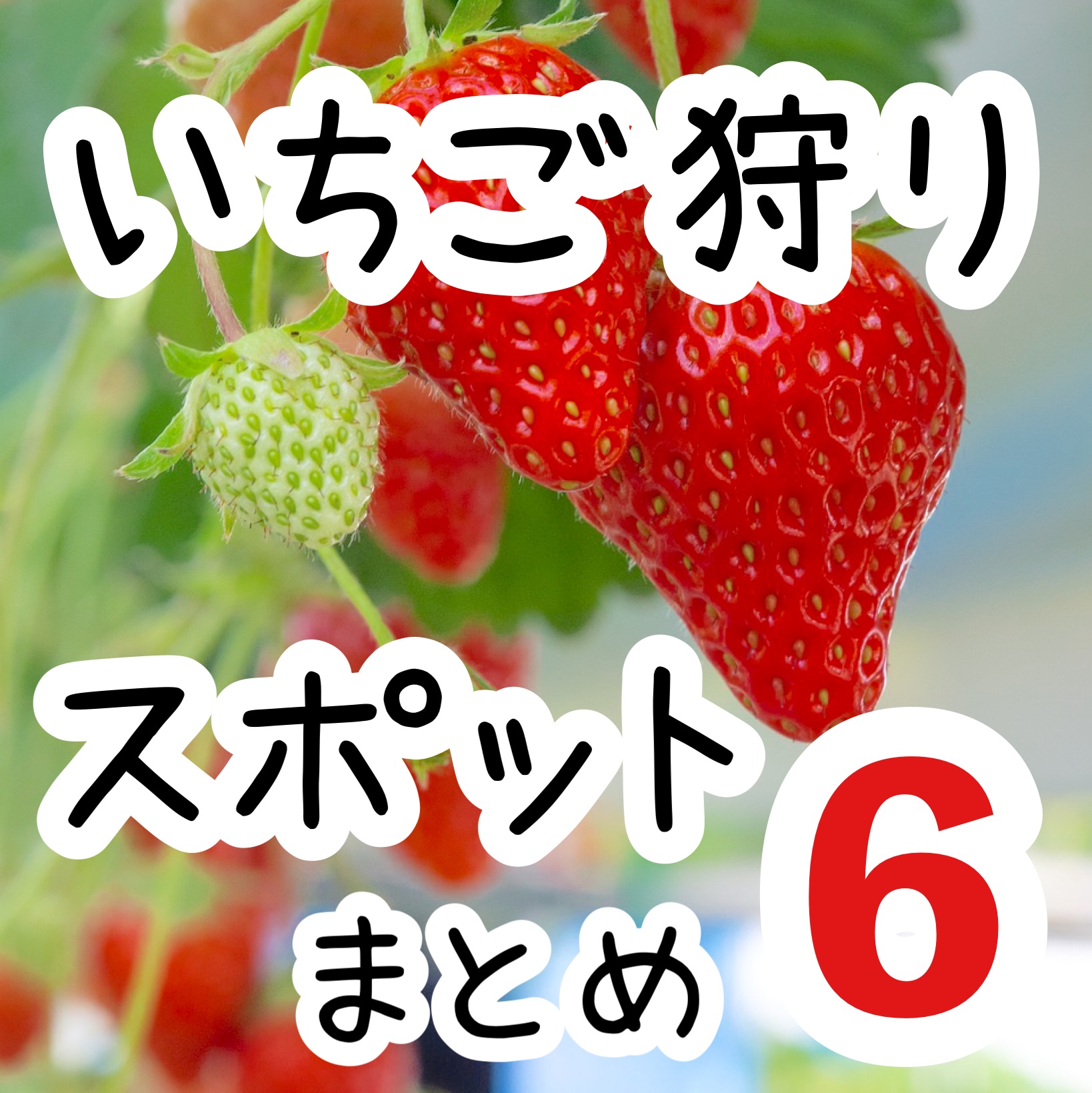 【关东】草莓采摘景点6选