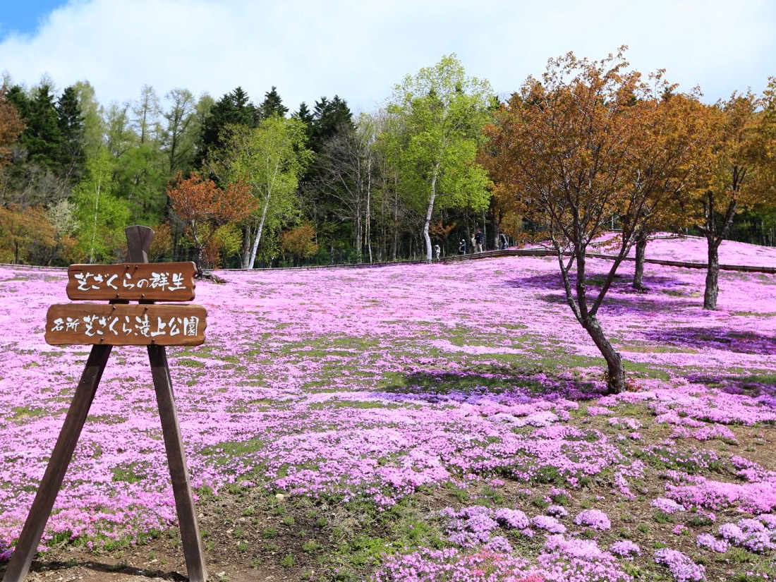 日本北海道东藻琴芝樱公园