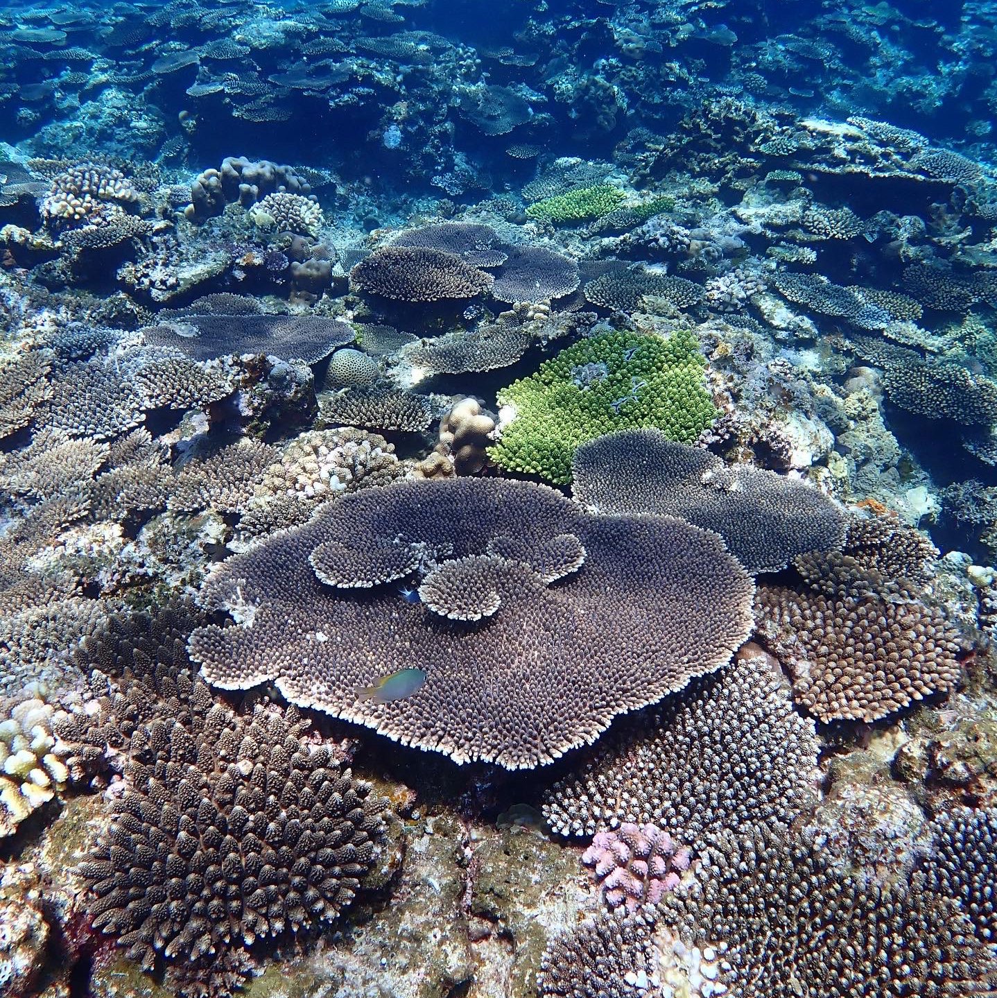 从那霸坐渡轮到的座间味海太美了