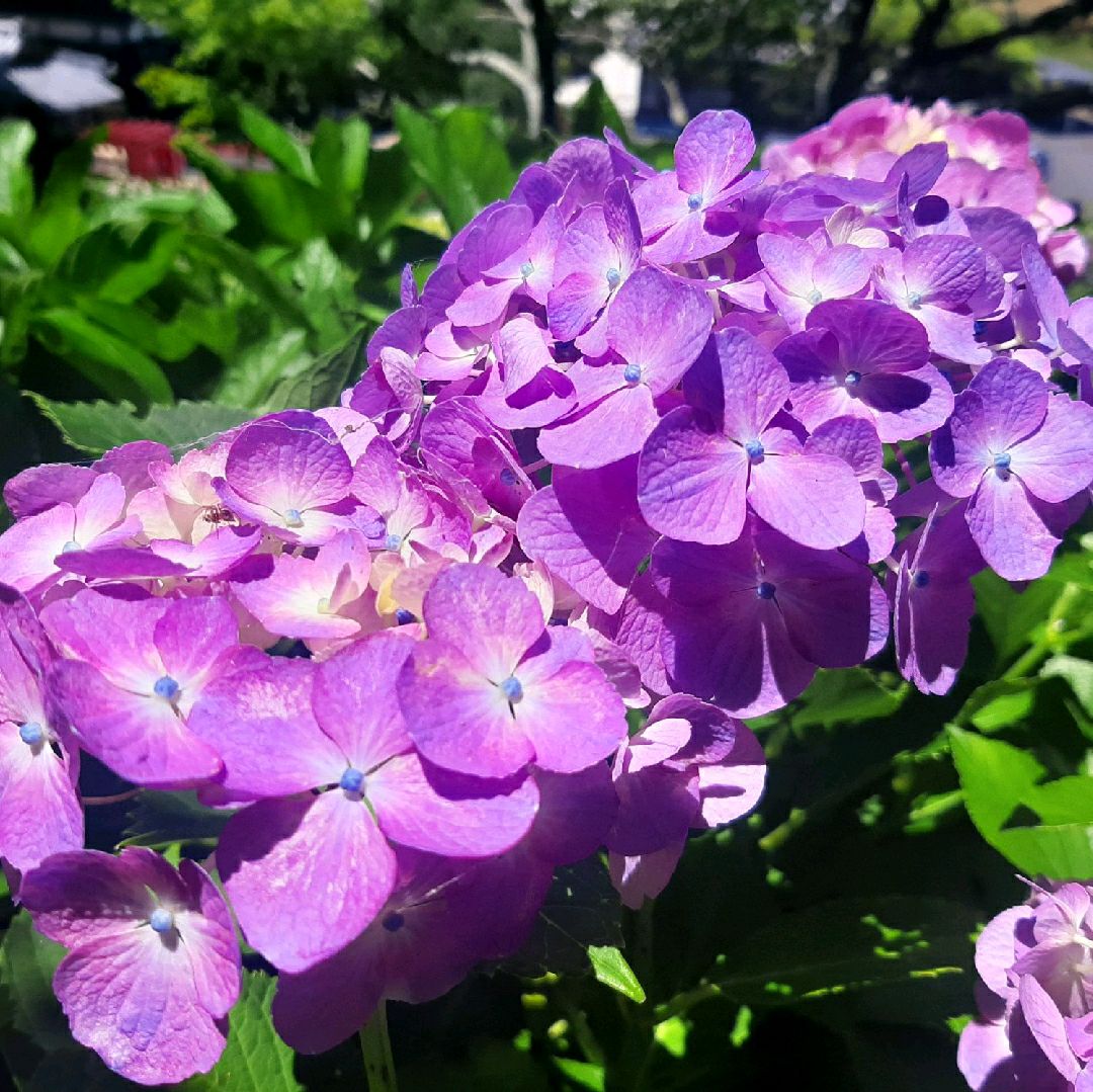 【静冈】绣球花美丽的花寺“本胜寺”