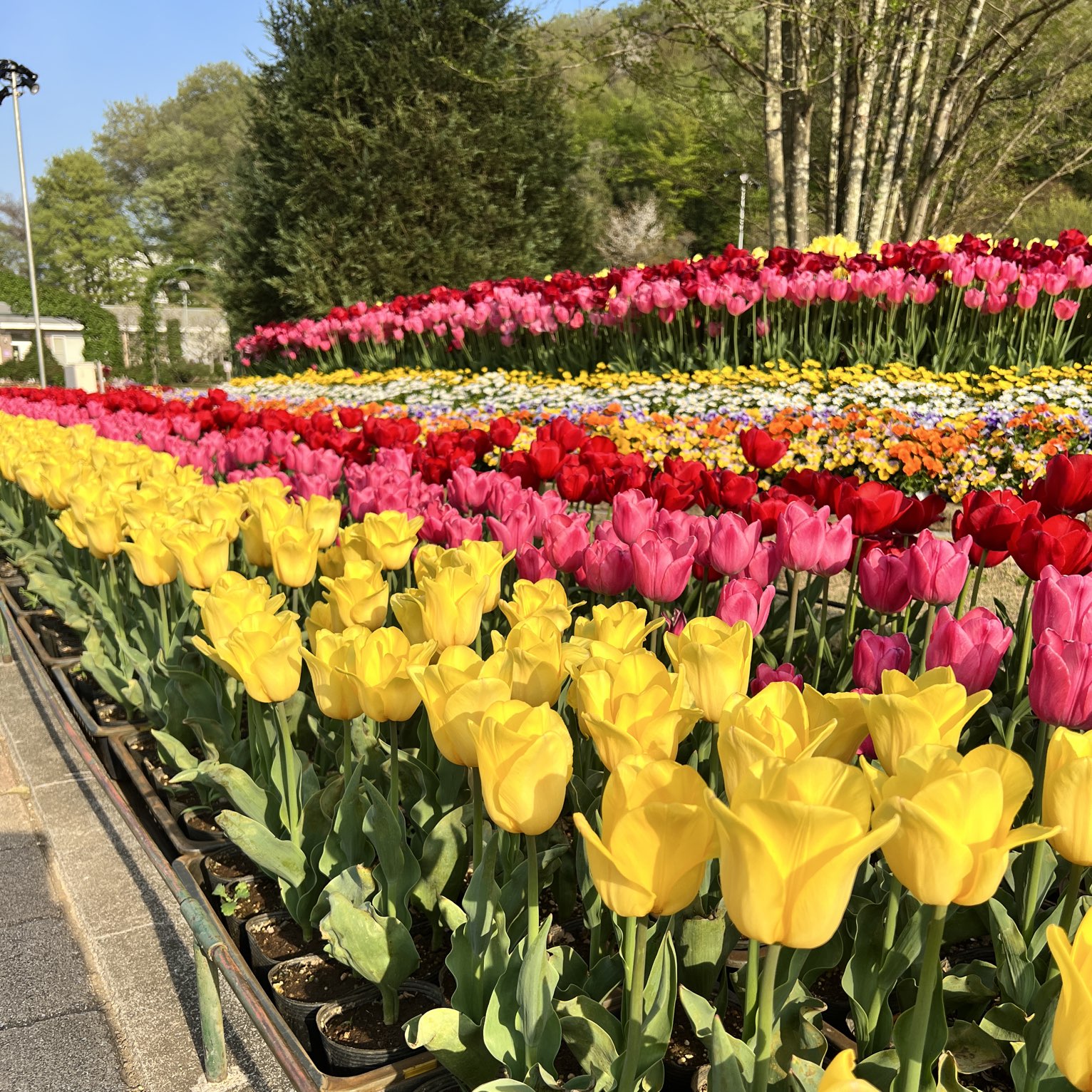 [To木]郁金香盛开🌷您仍然可以欣赏樱花✨