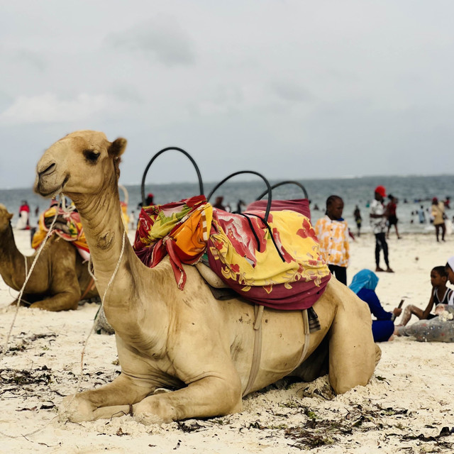just camels at the beach 🤭
