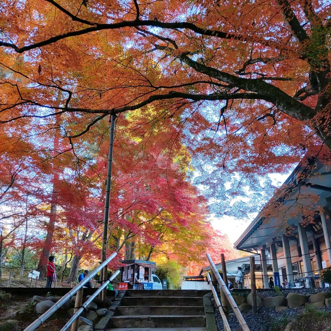 岩手县!中尊寺的红叶和赞衡藏