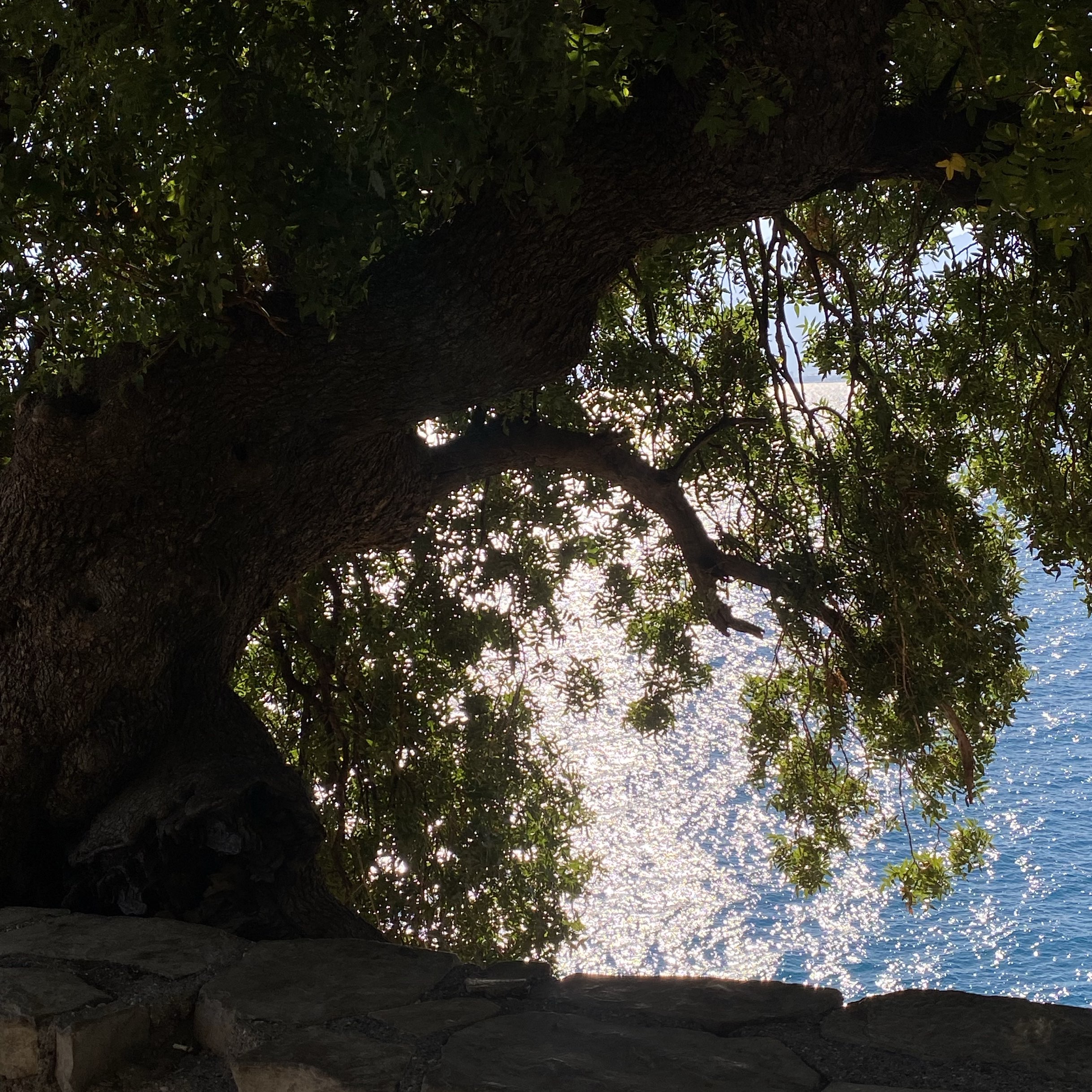 在卡拉阿里奥鲁公园看的安塔雅地中海🇹🇷