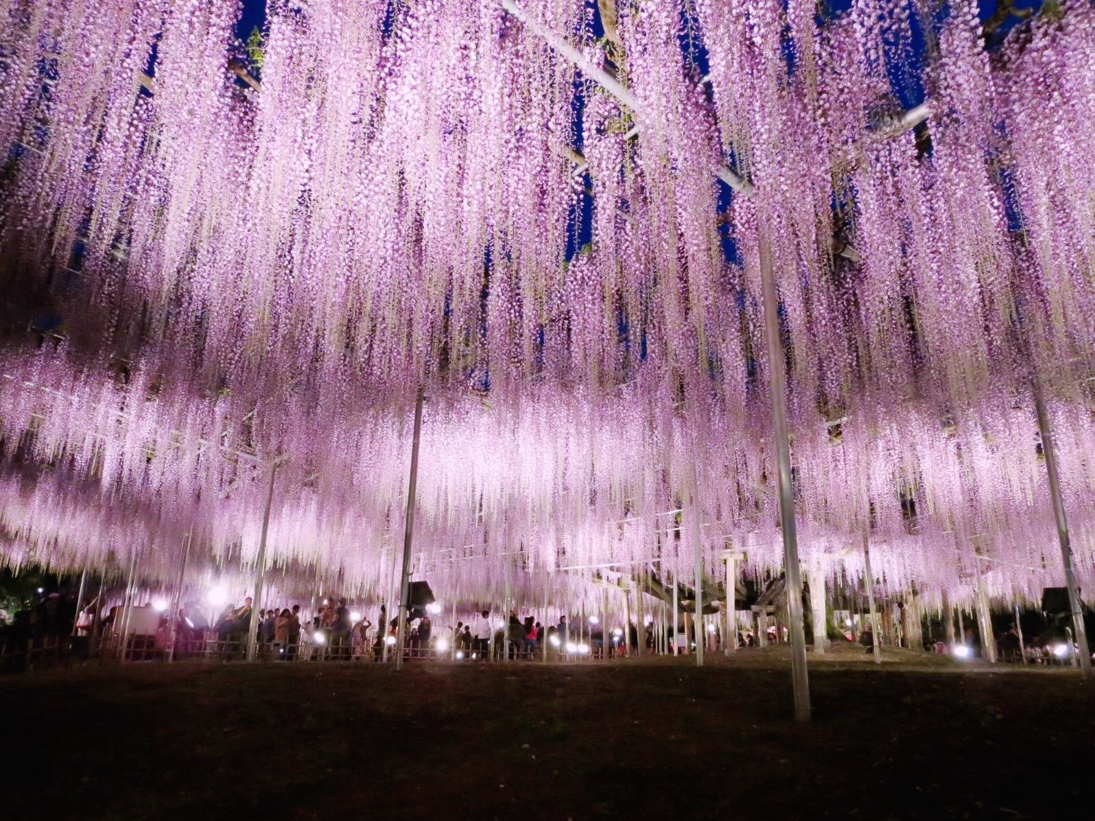 【栃木县】爱上树龄超过150年的“大藤”