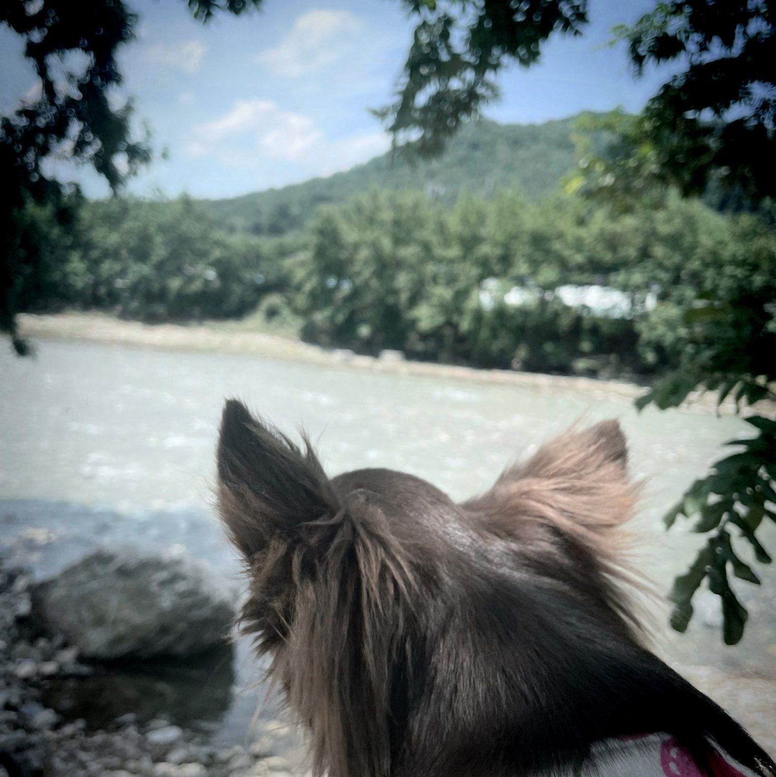带红川狗旅行,在凉爽的红川河中嬉戏!