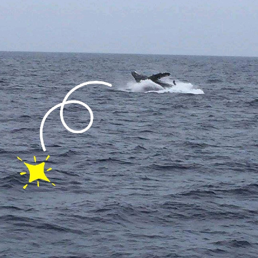 冲绳岛观鲸🐳