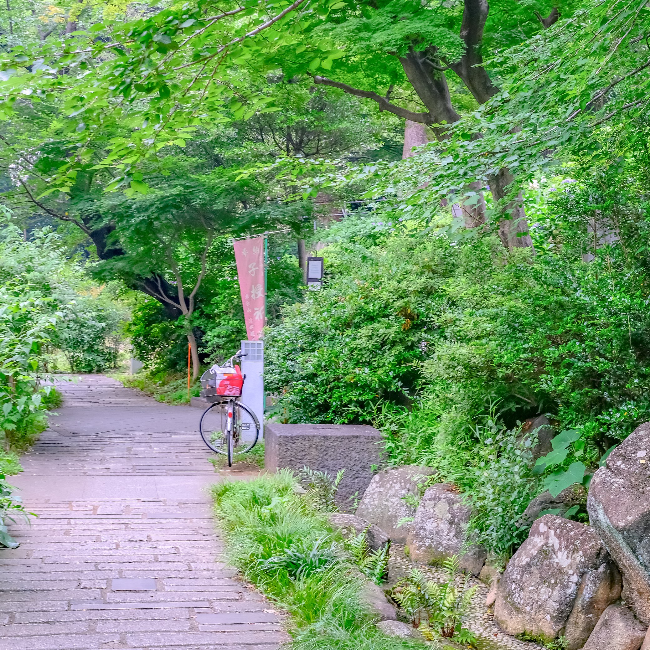 上野公园和绣球花散步